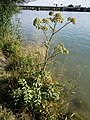 Angelica sylvestris subsp. sylvestris