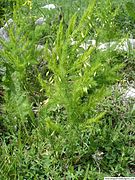 Asparagus tenuifolius