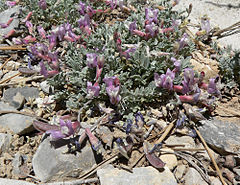 Description de l'image Astragalus calycosus var calycosus 9.jpg.