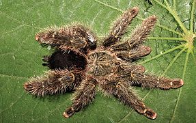 Avicularia variegata female