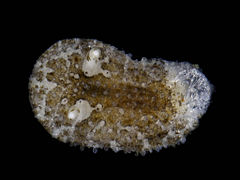 Onchidoris sparsa