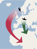 Mapa Evropy a Afriky zobrazující migraci leapfrog. Červená šipka vede ze Skandinávie do jižní Afriky, zelená šipka míří ze střední Evropy do severní Afriky