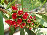 Blooming bottlebrush found in Kelantan, Malaysia.