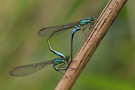 Blue-tailed damselfies (Ischnura elegans)