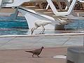 Kuhreiher Cattle Egret