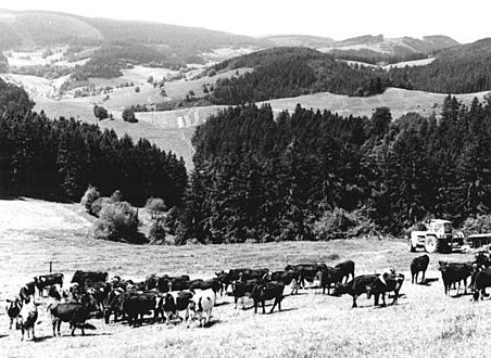 Landwirtschaft im Kreis Neuhaus am Rennweg 1983