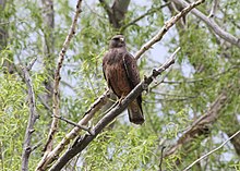 Buteo swainsoni, заповедник дикой природы Лэдд-Марш, Ла-Гранд, Орегон 1.jpg