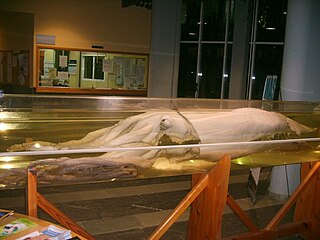 Giant squid on display at the Faculty of Marine Sciences, University of Vigo