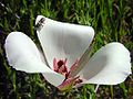 Die blom van Calochortus catalinae, Kalifornië.