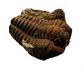 Un fossile d'un trilobite calymene, photo prise à Belfort.