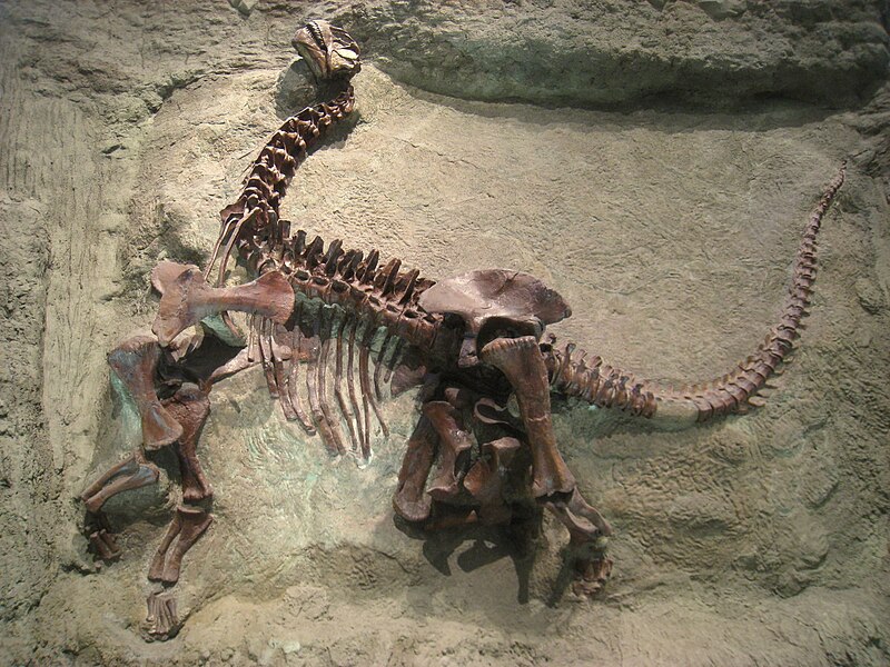 Arquivo: Camarasaurus lentus - IMG 0666.jpg