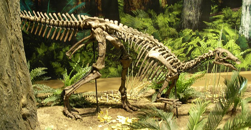 ไฟล์:Camptosaurus at CMNH.jpg