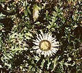 Silberdistel (Carlina acaulis)