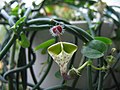 Ceropegia haygarthii, kukka.