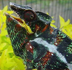 Chameleon Care Tips From A Herpetologist Panther Chameleons As Pets,Fall Flowers