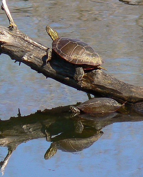 Basking Map Turtle