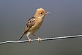 Image 30 Golden-headed cisticola Photograph credit: John Harrison The golden-headed cisticola (Cisticola exilis) is a species of warbler in the family Cisticolidae, found in Asia and Australia. An unobtrusive bird, it forages for invertebrates, such as insects and small slugs, near the ground, but supplements its diet with grass seeds. Both sexes construct the rounded nest with a side entrance in a grass tussock or among tangled herbage. Built of green leaves and fine grasses and lined with soft plant down, it is stitched together with cobweb silk and camouflaged on the outside with further herbage. The female incubates the eggs and the male drives off intruders, but despite this concealment and care, only 32 per cent of the eggs successfully hatch. This golden-headed cisticola was photographed near Cornwallis, New South Wales, in Australia. More selected pictures