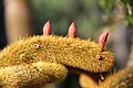 Cleistocactus winteri