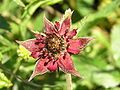 Sumpf-Blutauge (Potentilla palustris)