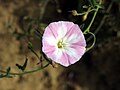 Convolvulus arvensis Hirankhuri