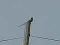 Senegalracke Abyssinian Roller