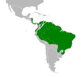 Distribución geográfica del dacnis azul.