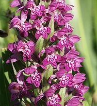 marsh orchid