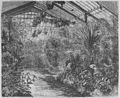 Die Gartenlaube (1859) b 069.jpg Palmenhaus des Dresdner Wintergartens