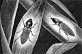 Die Gartenlaube (1890) b 866.jpg Der Cucuyo-Käfer, ein lebender Frauenschmuck