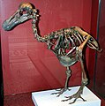 Dodo-Skelett im Natural History Museum (London, England)