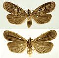 June 16: male of moth Dunama jessiehillae