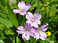 Epilobium alpestre T69. jpg