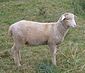 Ягненок овцы, колумбийская порода.jpg