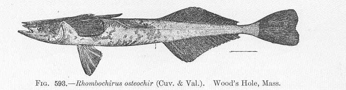 Remora osteochir