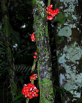 Guarana (Paullinia cupana)