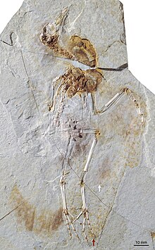 Ископаемый образец (DNHM D2945 6) Hongshanornis longicresta.jpg