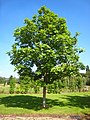 Image 20Fraxinus excelsior (from List of trees of Great Britain and Ireland)