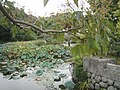 Genpei ponds (Taira Pond)
