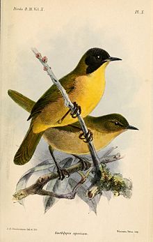 GeothlypisSpeciosaKeulemans.jpg