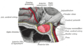The pituitary gland in position. Shown in sagittal section.