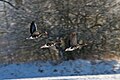 Greater-white-fronted goose.jpg