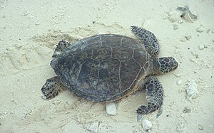Зеленая морская черепаха выходит на пляж, чтобы гнездиться.