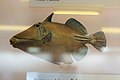 Vöröstengeri Picasso-hal (Rhinecanthus assasi)