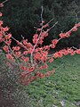 Hamamelis 'Jelena' flowering