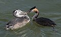 O mergulhão-de-crista (Podiceps cristatus), aqui alimentando um filhote, passa o verão no interior dos Países Baixos e o inverno no litoral