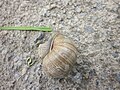 18 Weinbergschnecke