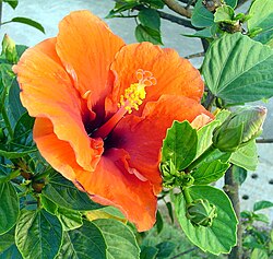 Flor de hibisco