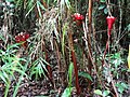 Alpinia abundiflora