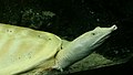 Albínó kínai lágyhéjú teknős (Pelodiscus sinensis)