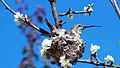 File:Hummingbird Incubating4.jpg